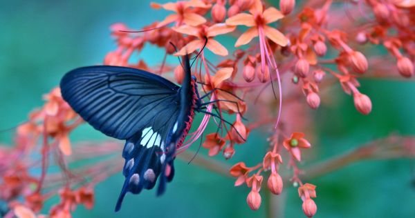 gambar kupu kupu yang indah