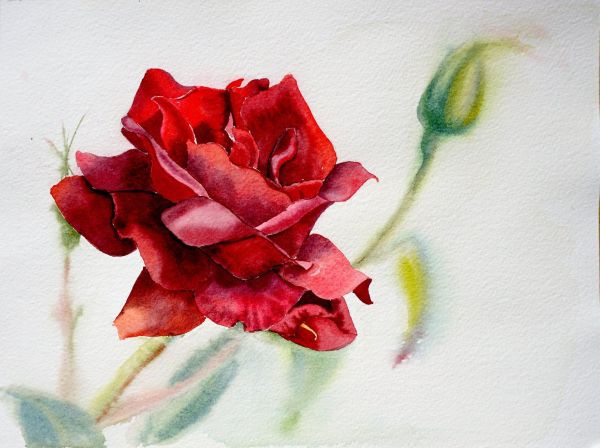 gambar lukisan bunga mawar