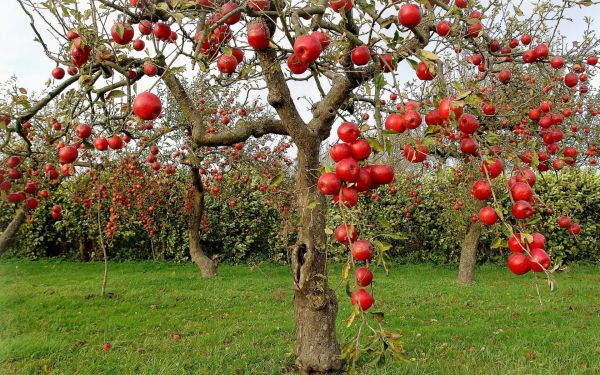 gambar pohon apel
