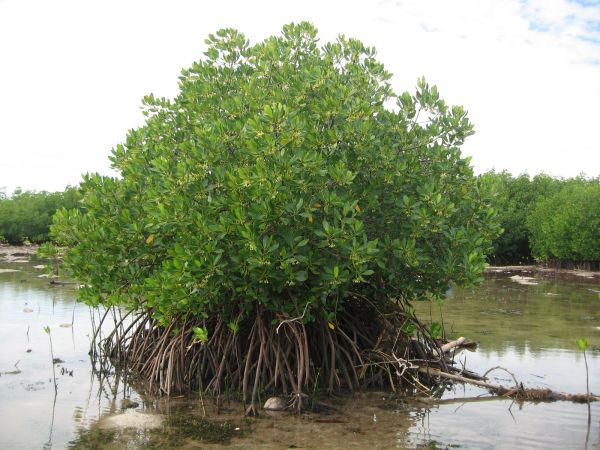 gambar pohon bakau
