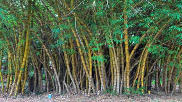 gambar pohon bambu hd