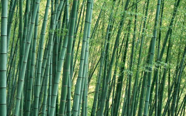 gambar pohon bambu