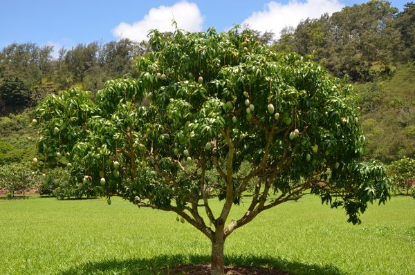 gambar pohon mangga