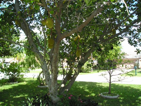 gambar pohon nangka