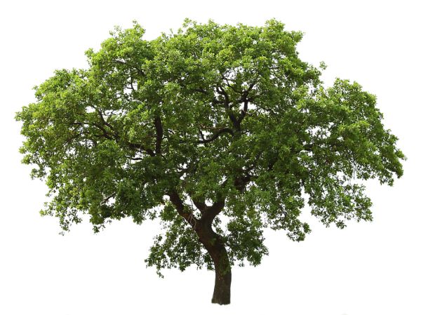 gambar pohon png