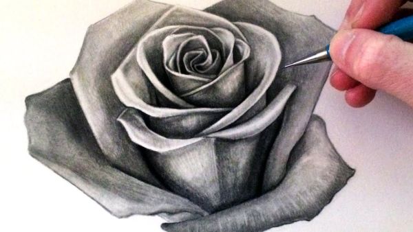 gambar sketsa bunga mawar 1