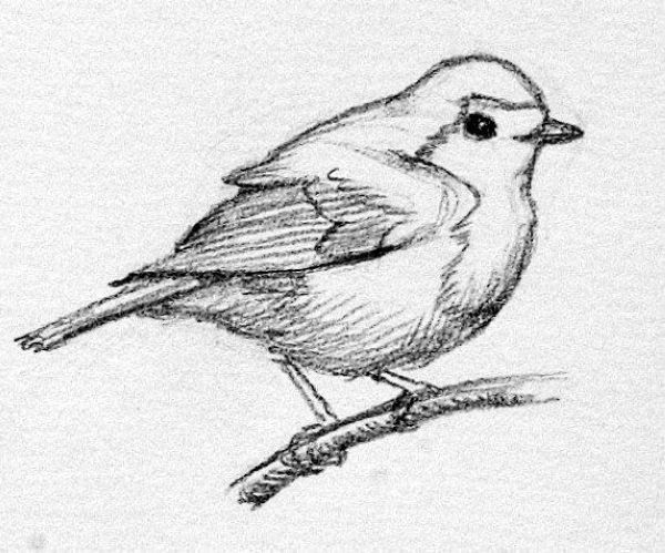 gambar sketsa burung