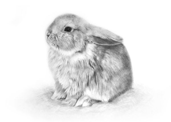 gambar sketsa kelinci