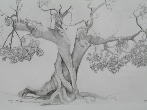 gambar sketsa pohon