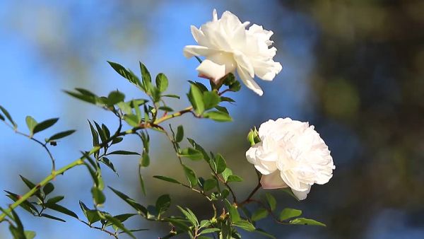 gambar taman bunga mawar putih