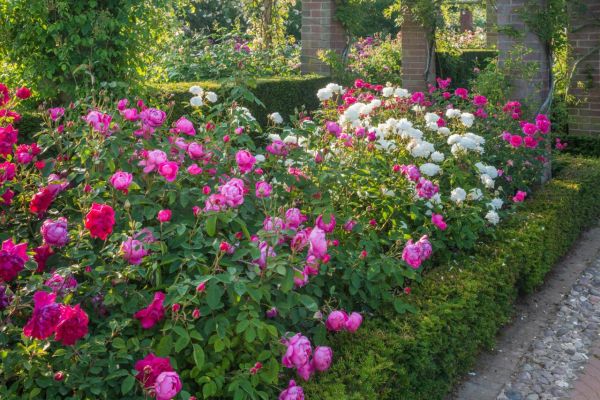 gambar taman bunga mawar
