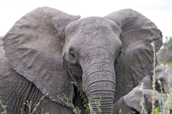gambar telinga gajah