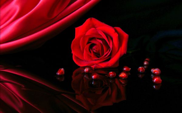 gambar wallpaper bunga mawar