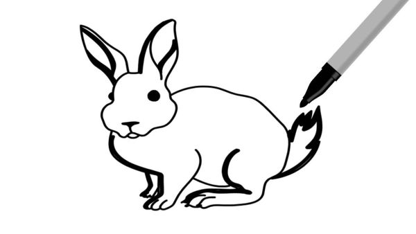 membuat gambar kelinci mudah