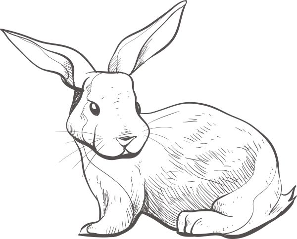 sketsa gambar hewan kelinci
