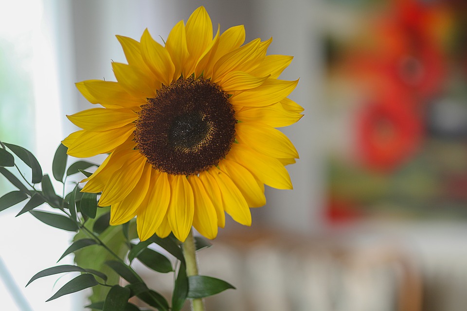 bunga matahari gambar