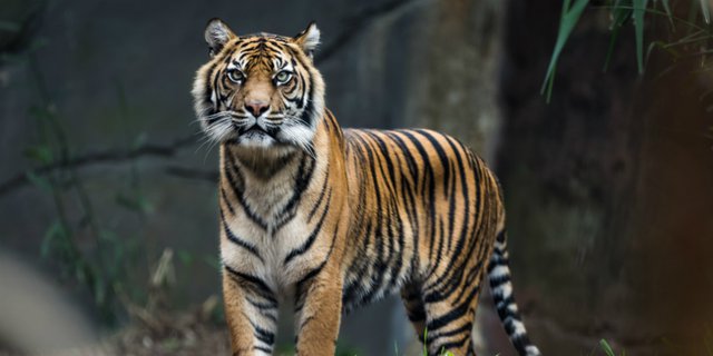 contoh gambar harimau