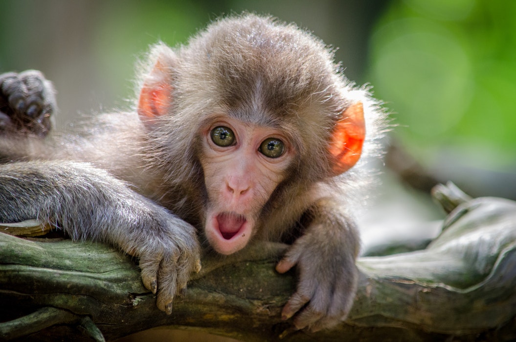 download gambar monyet