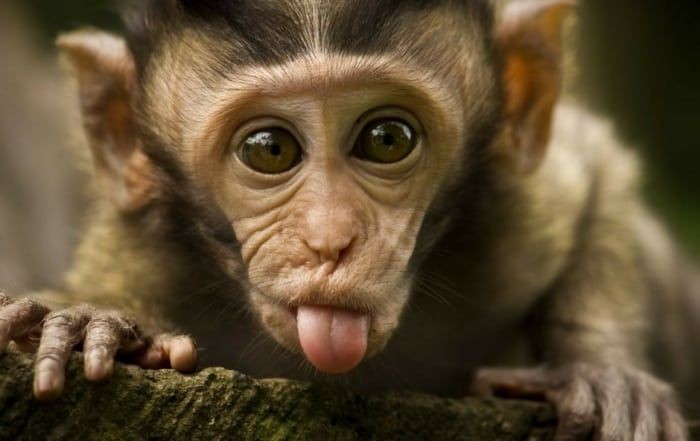 foto gambar monyet