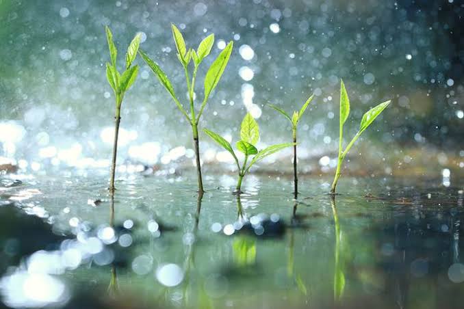 gambar air hujan pada tanaman