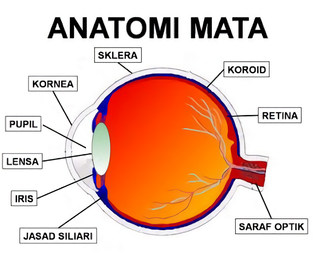 gambar anatomi mata