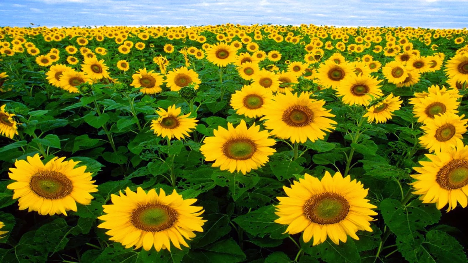 gambar animasi bunga matahari