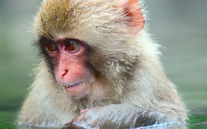 gambar animasi monyet