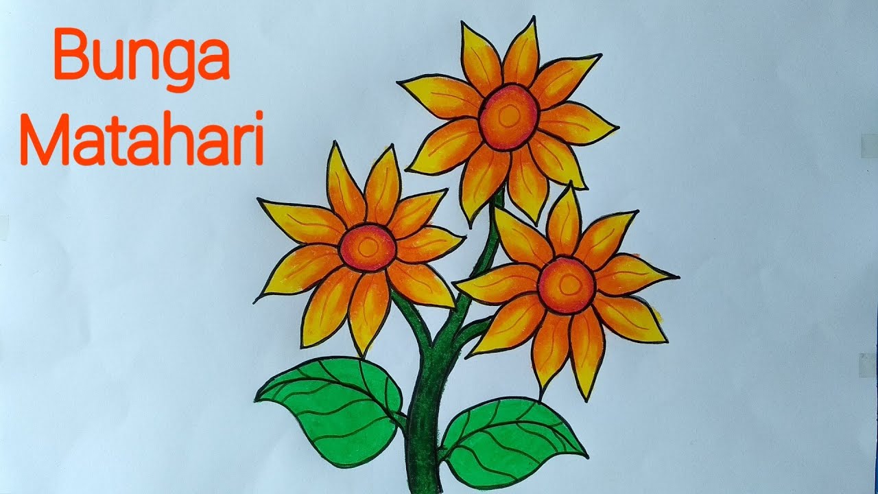 gambar biji bunga matahari