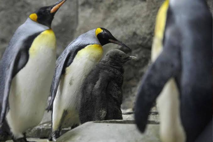 gambar binatang penguin