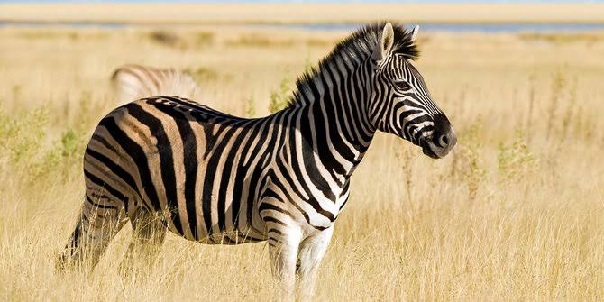 gambar binatang zebra