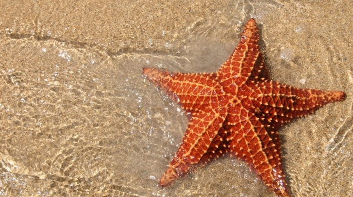 gambar bintang laut 1