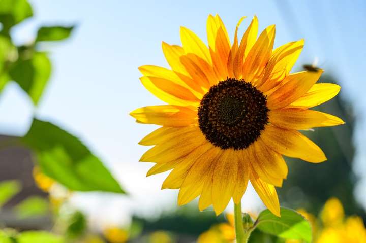 gambar bunga matahari mewarnai