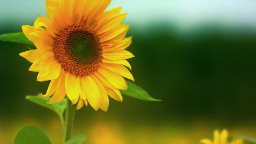 gambar bunga matahari png