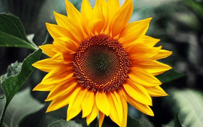 gambar bunga matahari untuk kolase