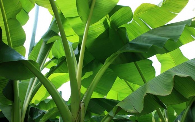 gambar daun pisang