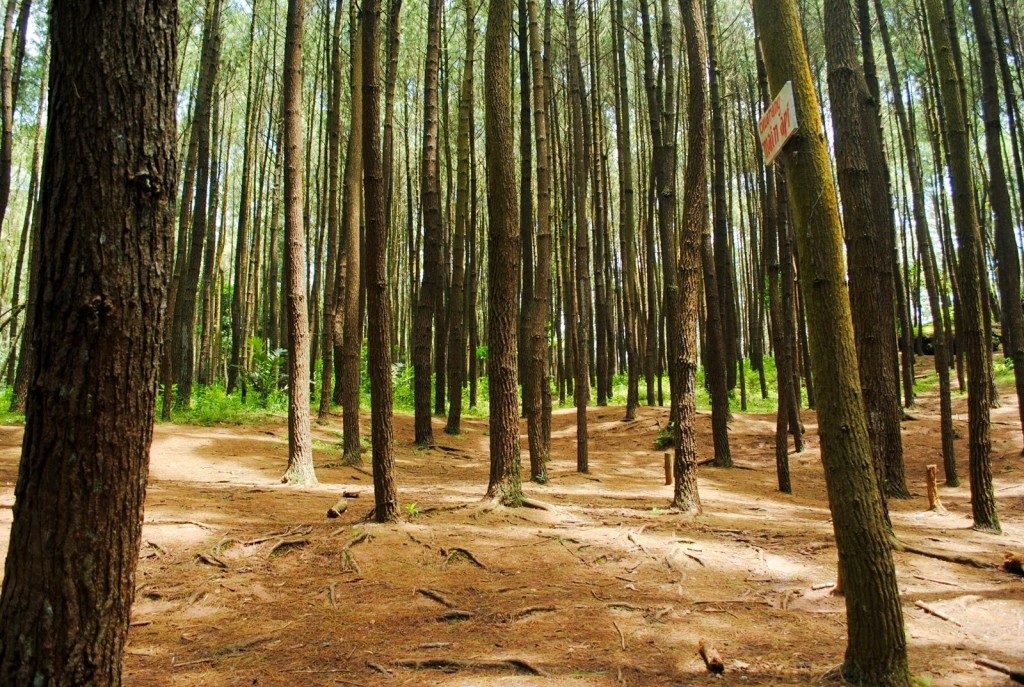 gambar ekosistem hutan