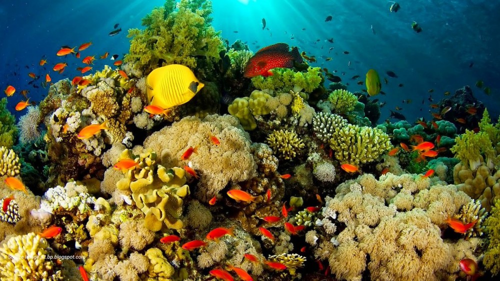 gambar ekosistem laut