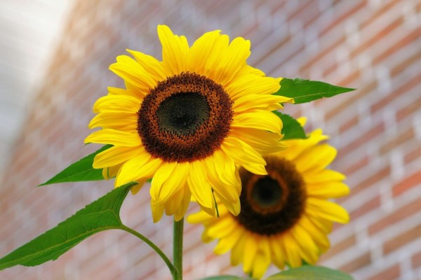 gambar gambar bunga matahari