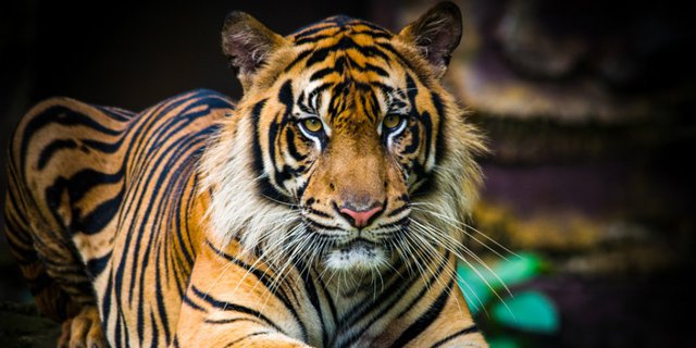 gambar harimau marah