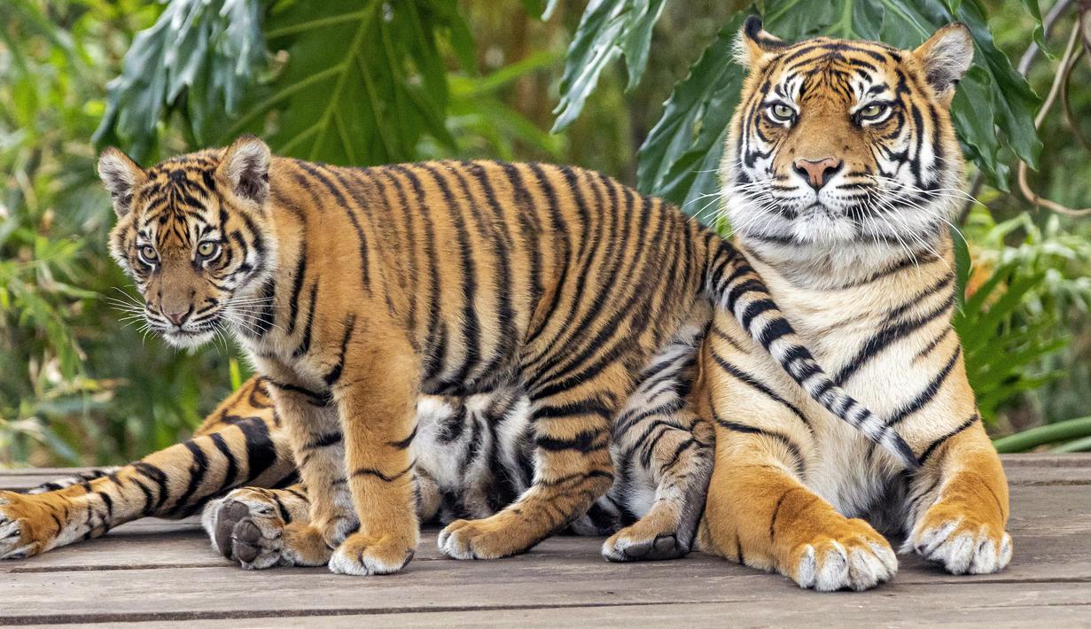 gambar harimau sumatera