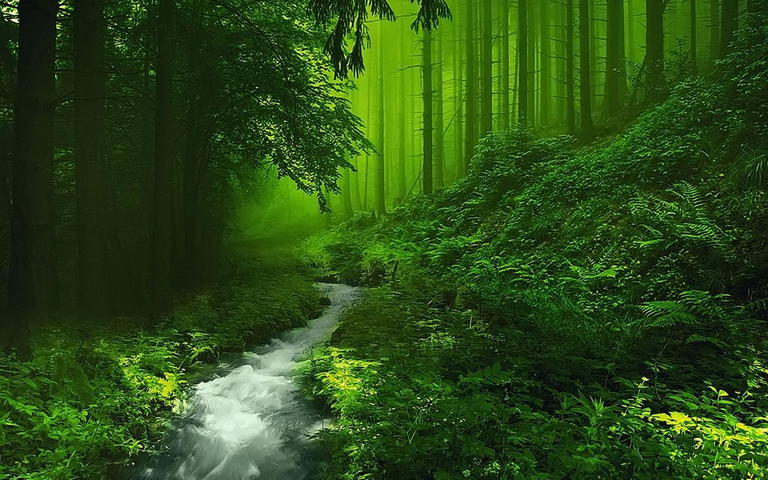gambar hutan belantara