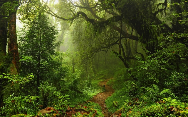 gambar hutan di indonesia