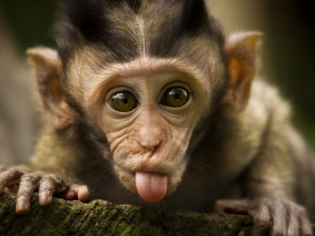 gambar monyet animasi