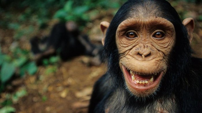 gambar monyet tertawa