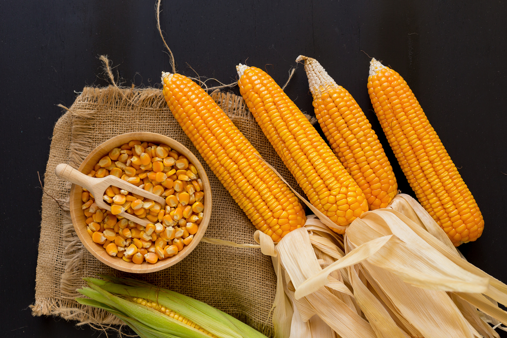 gambar pertanian jagung