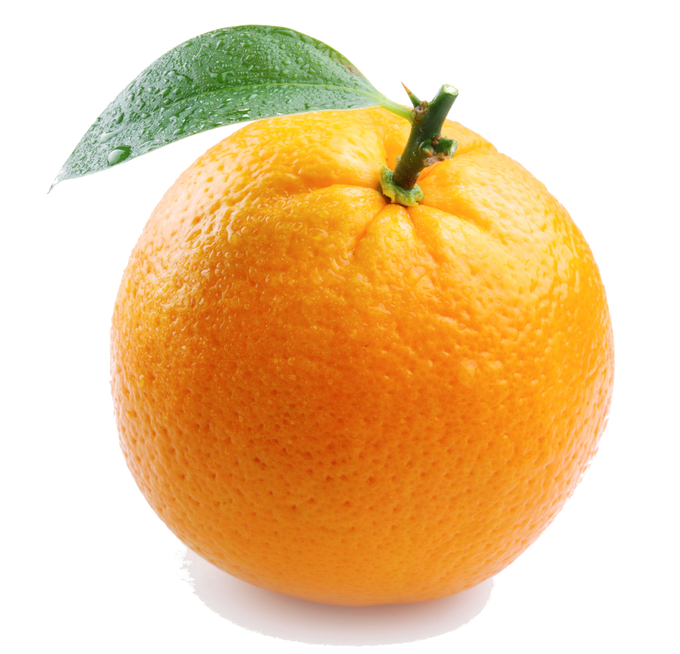 gambar sketsa buah jeruk