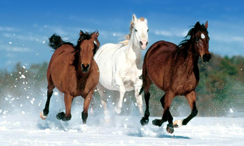 gambar sketsa kuda