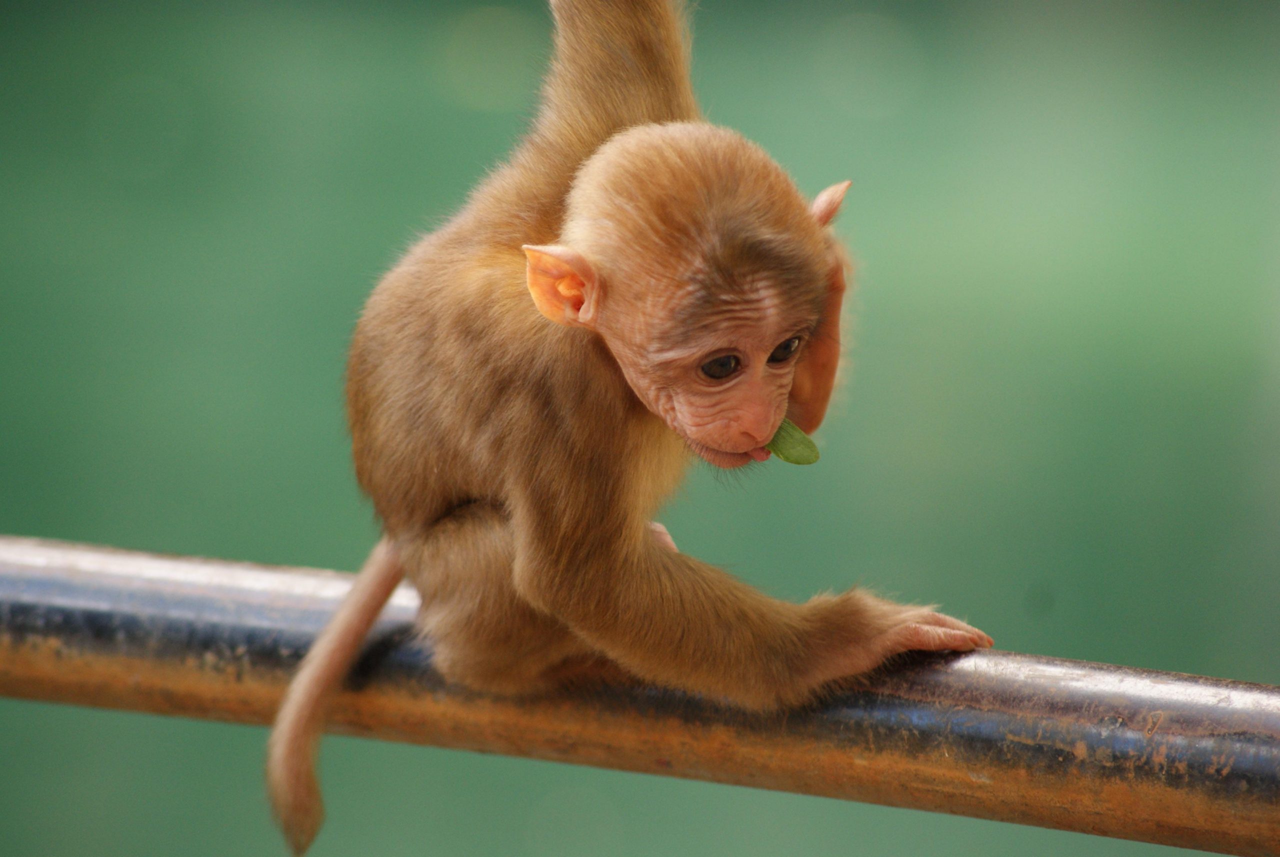 gambar sketsa monyet
