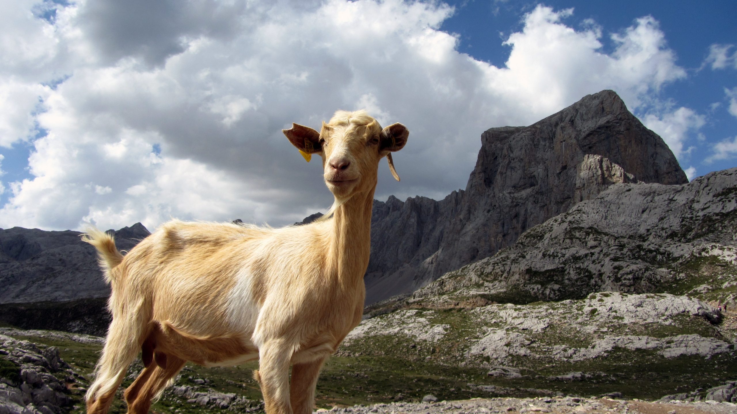 gambar ternak kambing