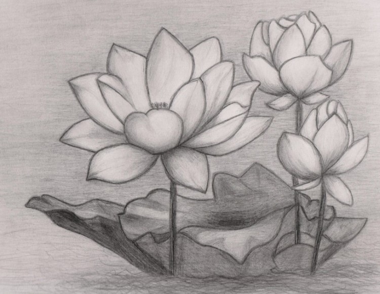 Sketsa Bunga Indah Sakura Mawar Melati
